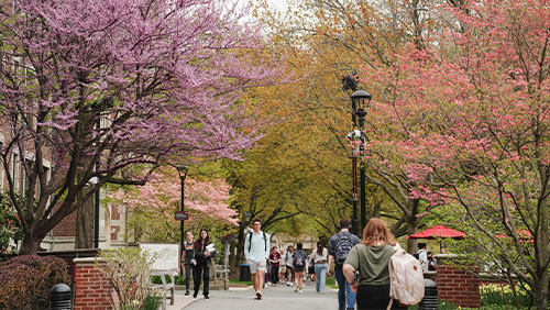 College students walk along a pathway under trees blossoming in the springtime.
