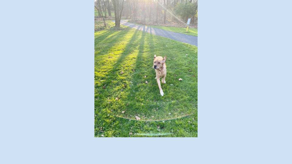 Image for Luke who makes me well - daily walk at Jordan Creek Parkway (Mental/Emotional)
