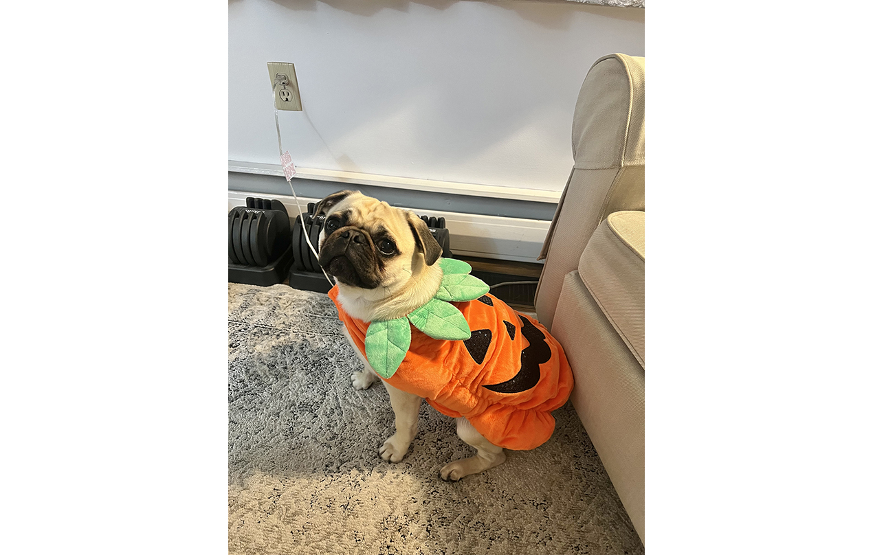 Image for Let me Pug-kin spice up your life &#55356&#57219 (Halloween)