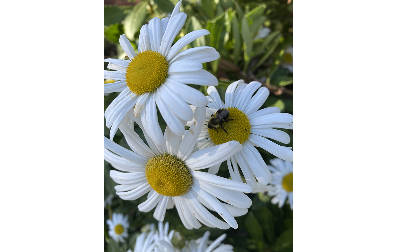 Image for Nature&rsquo;s simple beauty (Physical)

